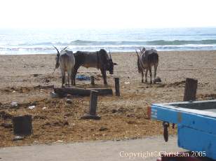Bord de mer  Madras
