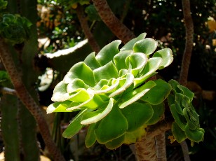 Jardin botanique au mois d'août à Genève