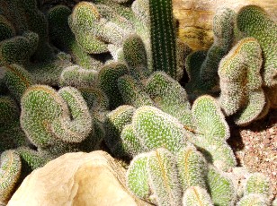 Jardin botanique au mois d'août à Genève