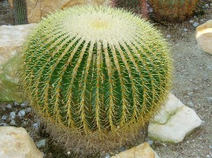 Jardin botanique au mois d'août à Genève