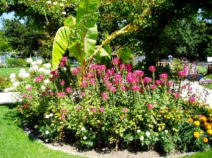 Jardin botanique au mois d'aot  Genve