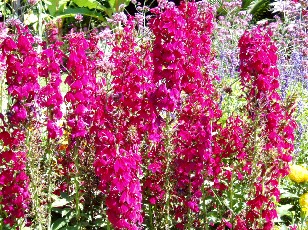 Jardin botanique au mois d'aot  Genve