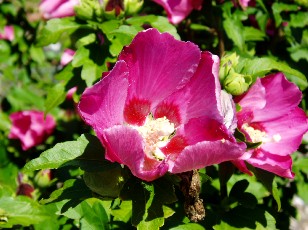 Jardin botanique au mois d'aot  Genve