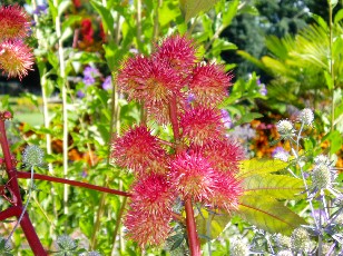 Jardin botanique au mois d'aot  Genve