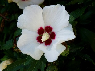 Jardin botanique au mois d'aot  Genve