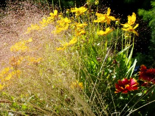 Jardin botanique au mois d'aot  Genve