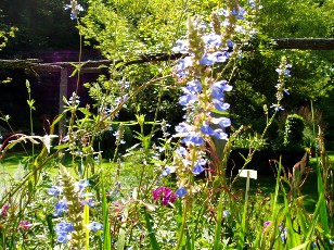 Jardin botanique au mois d'août à Neuchâtel
