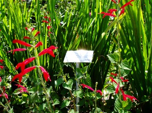 Jardin botanique au mois d'août à Neuchâtel