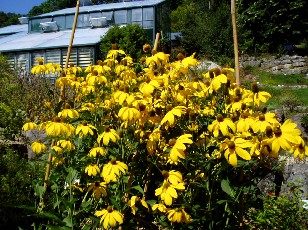 Jardin botanique au mois d'août à Neuchâtel