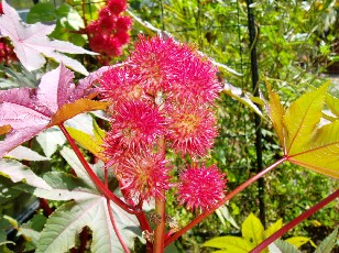 Jardin botanique au mois d'août à Neuchâtel