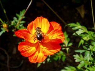 Jardin botanique au mois d'août à Neuchâtel