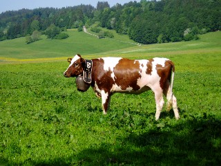 Montée à l'alpage mai 2009, Association Franco-Suisse, Les Granges du Miroir