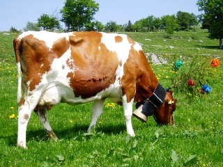Montée à l'alpage mai 2009, Association Franco-Suisse, Les Granges du Miroir